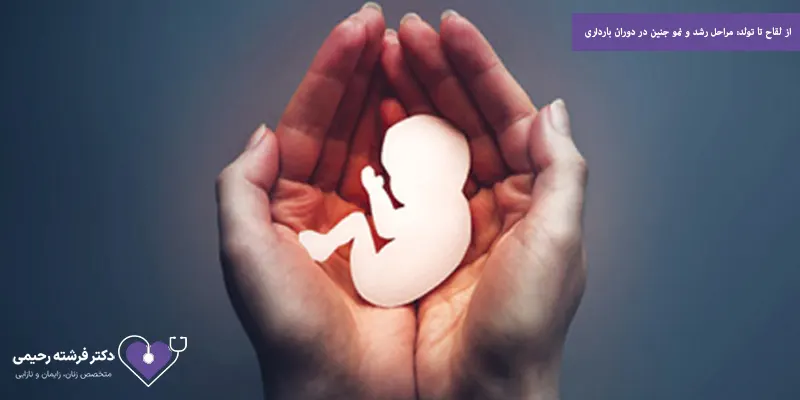 از لقاح تا تولد مراحل رشد و نمو جنین در دوران بارداری