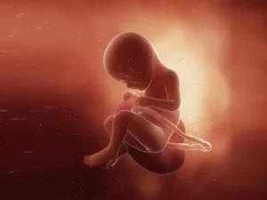 رشد و نمو جنین در بارداری