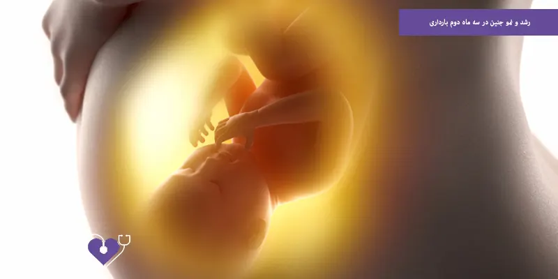 رشد و نمو جنین در سه ماه دوم بارداری