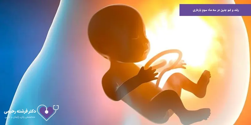 رشد و نمو جنین در سه ماه سوم بارداری
