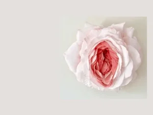 ماندگاری لابیاپلاستی